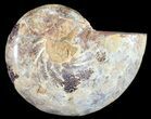 Sliced, Agatized Ammonite Fossil (Half) - Jurassic #54050-1